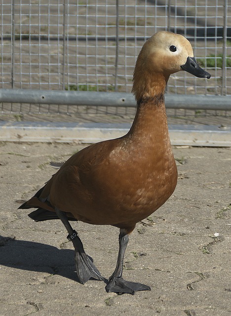 训可能导致